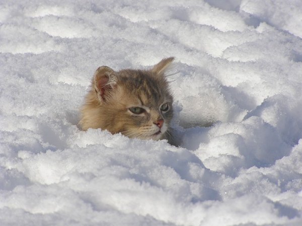 Котенок в сугробе