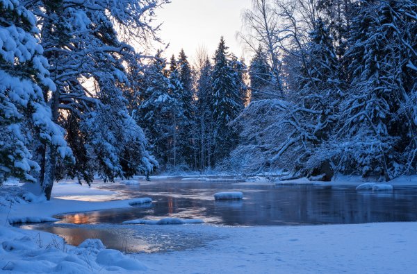 Зимний лес с рекой