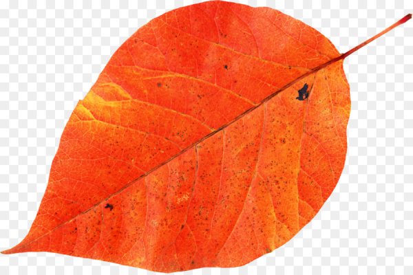 Оранжевый листок