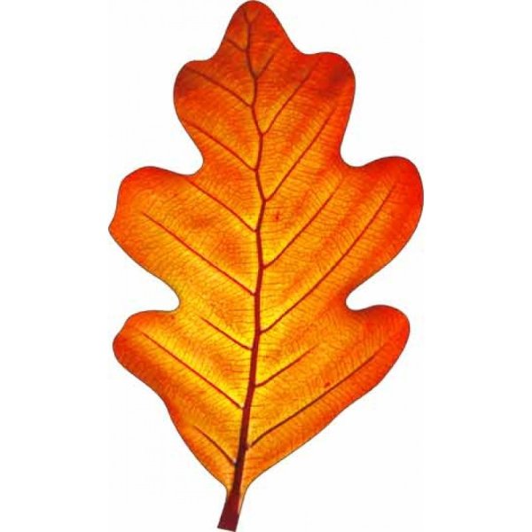 Листок дуба