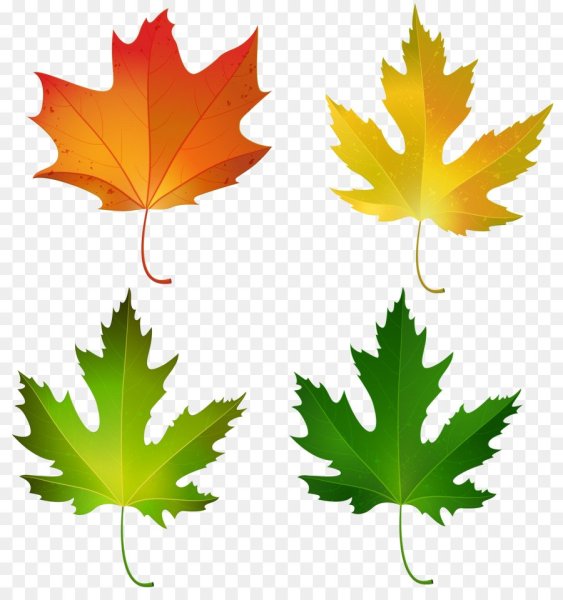 Листики осенние кленовые