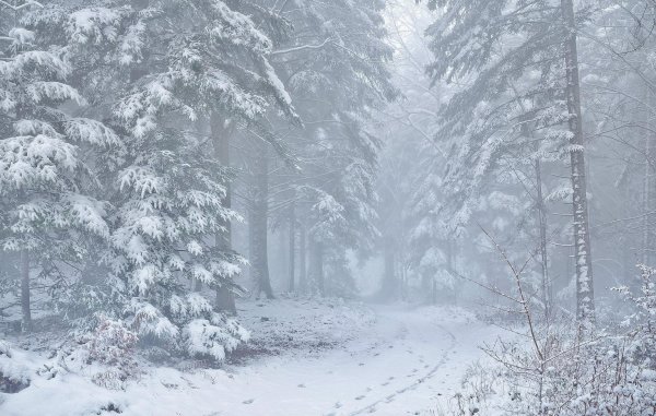 Вьюга в лесу