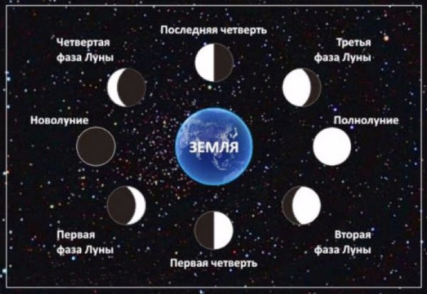 Фазы Луны новолуние первая четверть полнолуние последняя четверть
