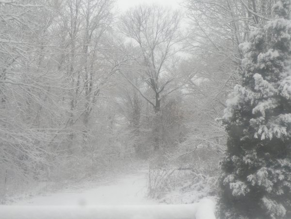 Снежная буря в лесу