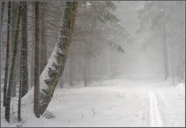 Снежная метель