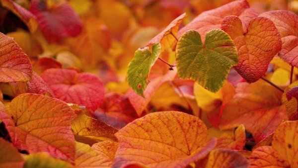 Бархатная осень