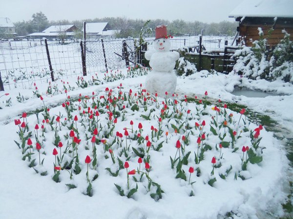 Огород зимой