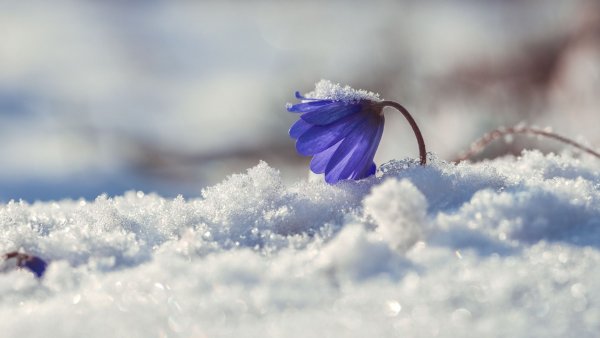 Весенний снег