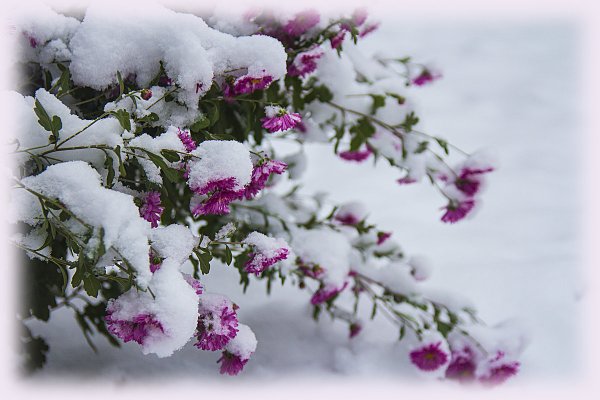 Открытки цветы в снегу