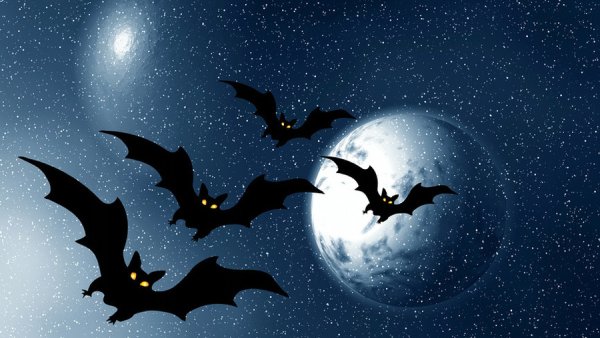 Летучая мышь абстракция