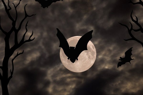 Летучая мышь и Луна ночью