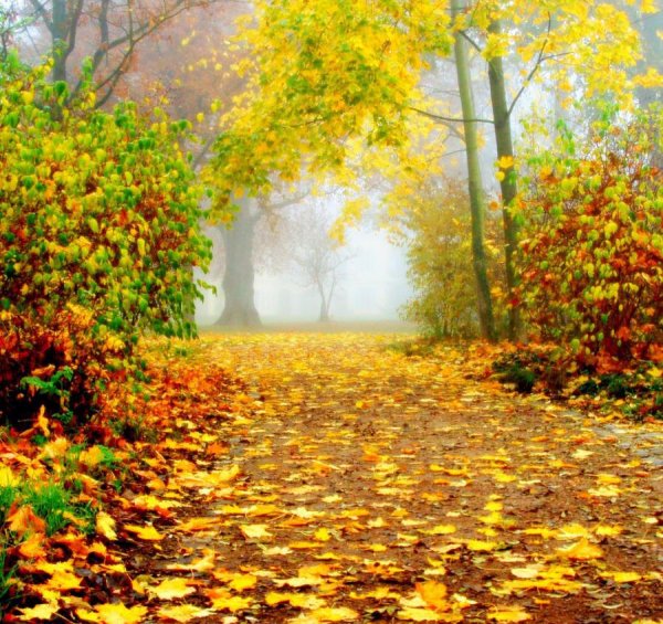 Осенний лес листопад