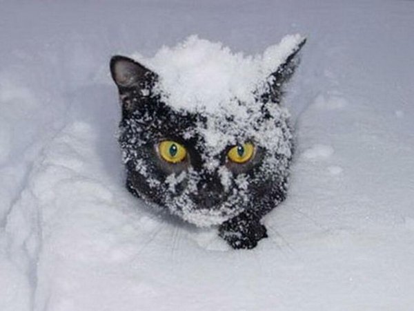 Кот в сугробе
