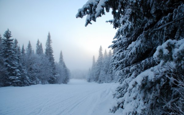 Зима в лесу