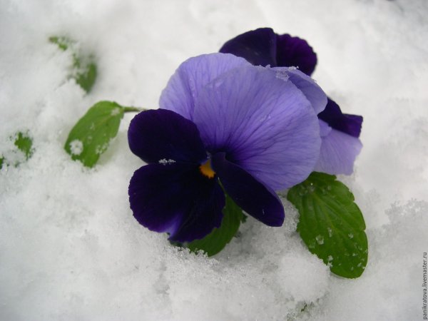 Фиалка Крымская Весна