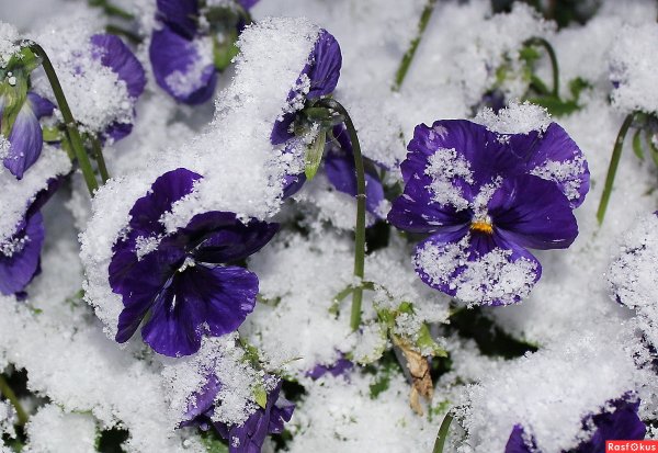 Зимняя фиалка