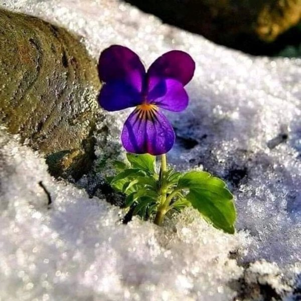 Фиалки под снегом