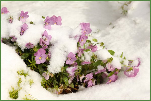 Фиалки из под снега