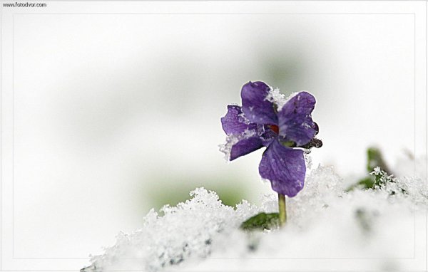 Анютины глазки под снегом