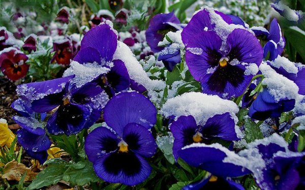 Анютины глазки в снегу