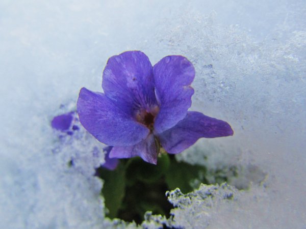 Фиалка Крымский Подснежник