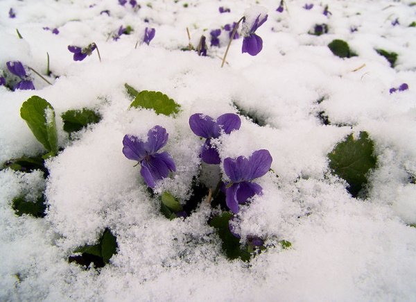 Фиалки в снегу