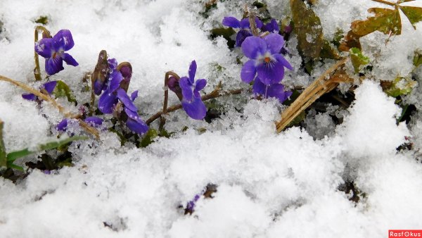 Фиалка снежный Покров