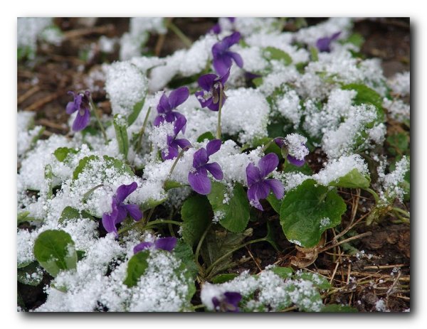 Примула Майский снег
