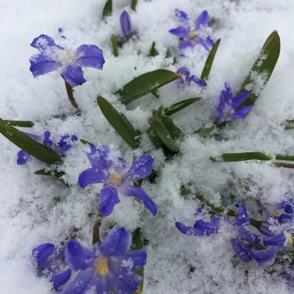 Первоцветы под снегом