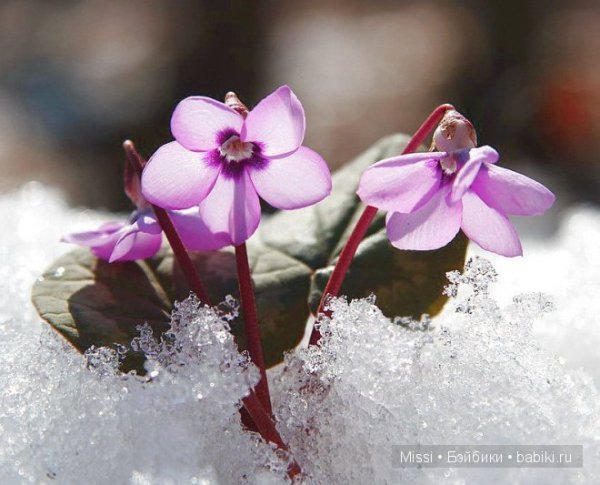 Первоцветы цикламены фиалки