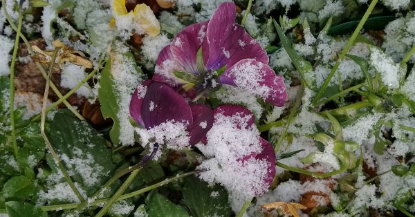 Фиалка снег с дождем