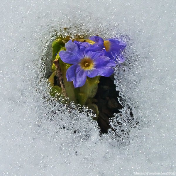 Подснежники сквозь снег