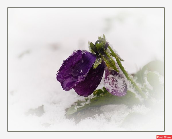 Цветы в снегу