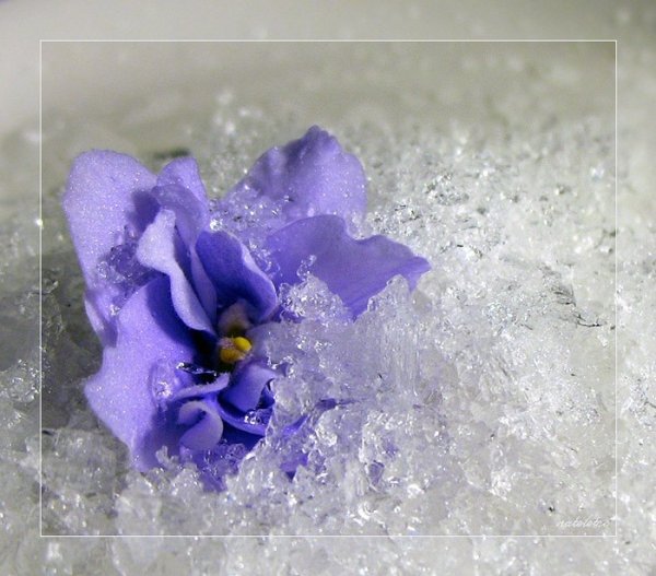 Фиалки под снегом