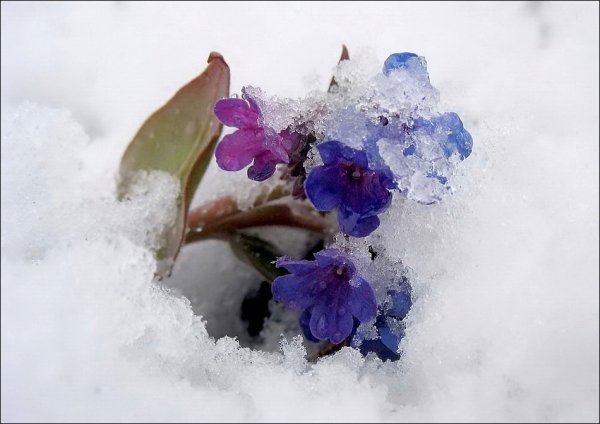 Медуница зима