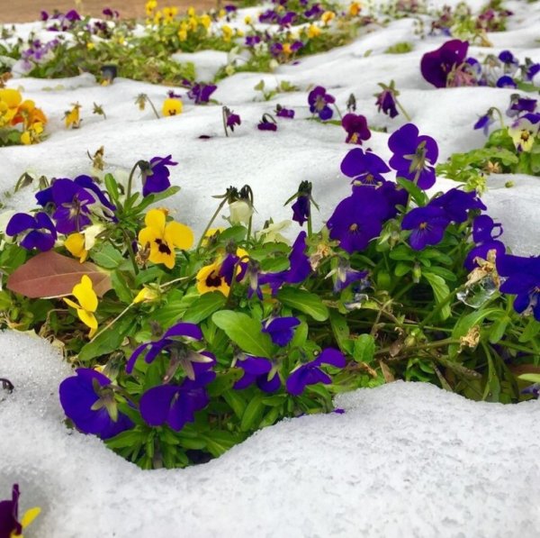 Фиалка морозник