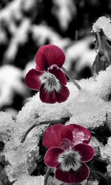 Цветы зимой