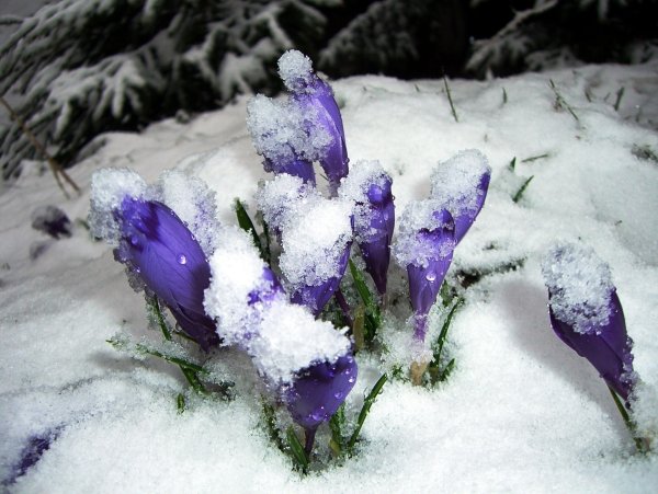 Крокус встреча весны снежные