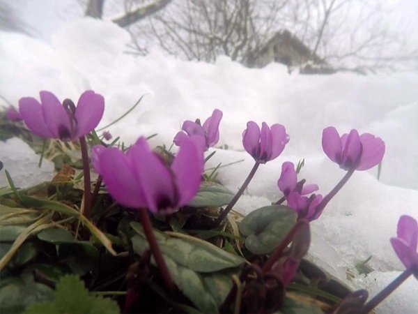 Цикламен первоцвет