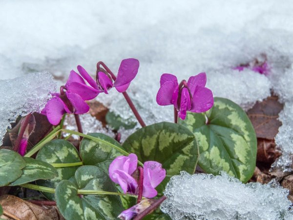 Цикламен Альпийский