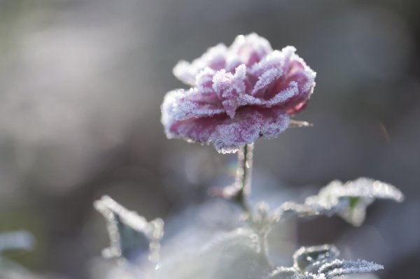 Макросъемка цветы зимой