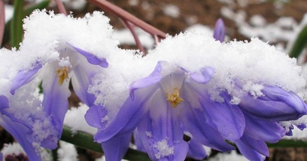 Цветы которые цветут до снега