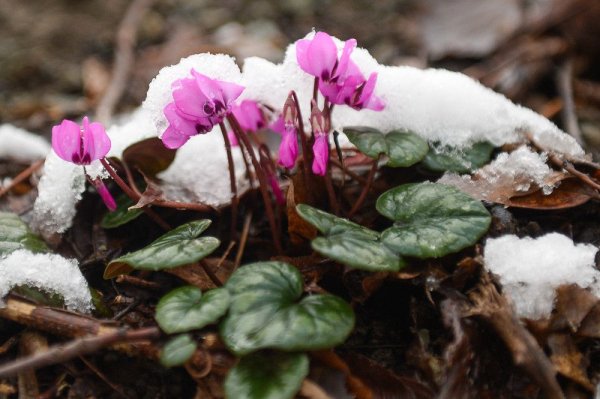 Дряква подснежники