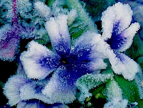Зимние синие цветы