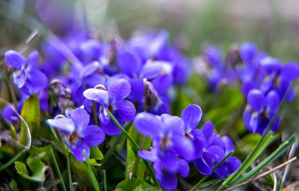 Первоцветы горного Крыма