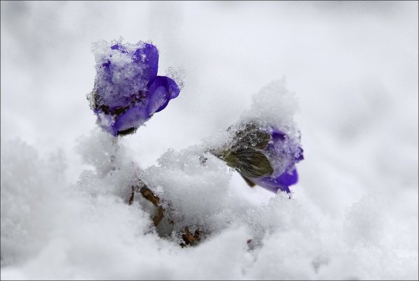 Фиалка Волшебный снег