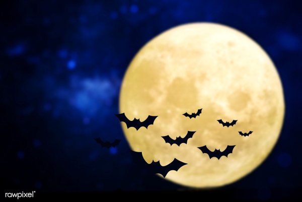 Ночное небо с летучими мышами