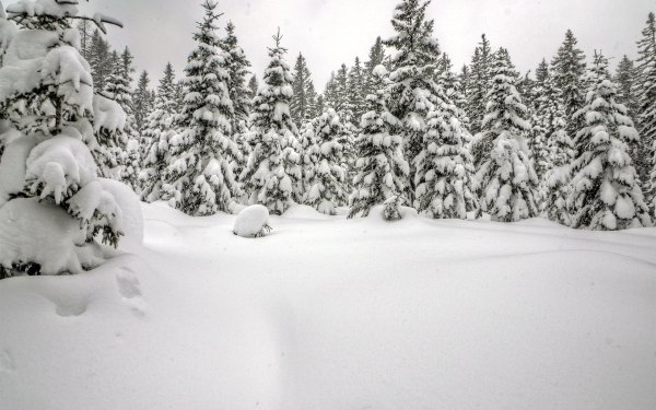 Сугробы в лесу