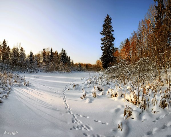 Снежная Поляна