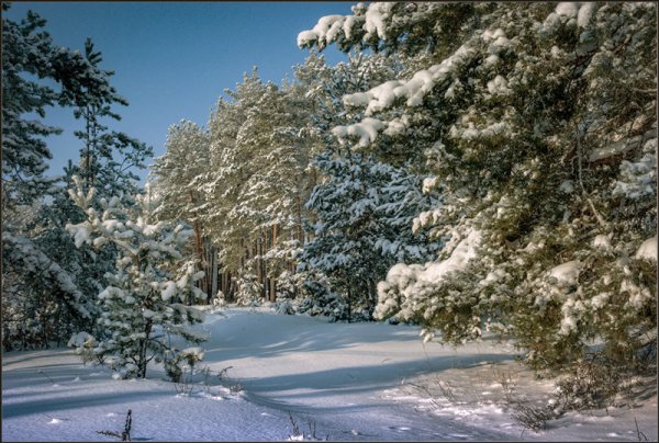 Природа Ясной Поляны зима
